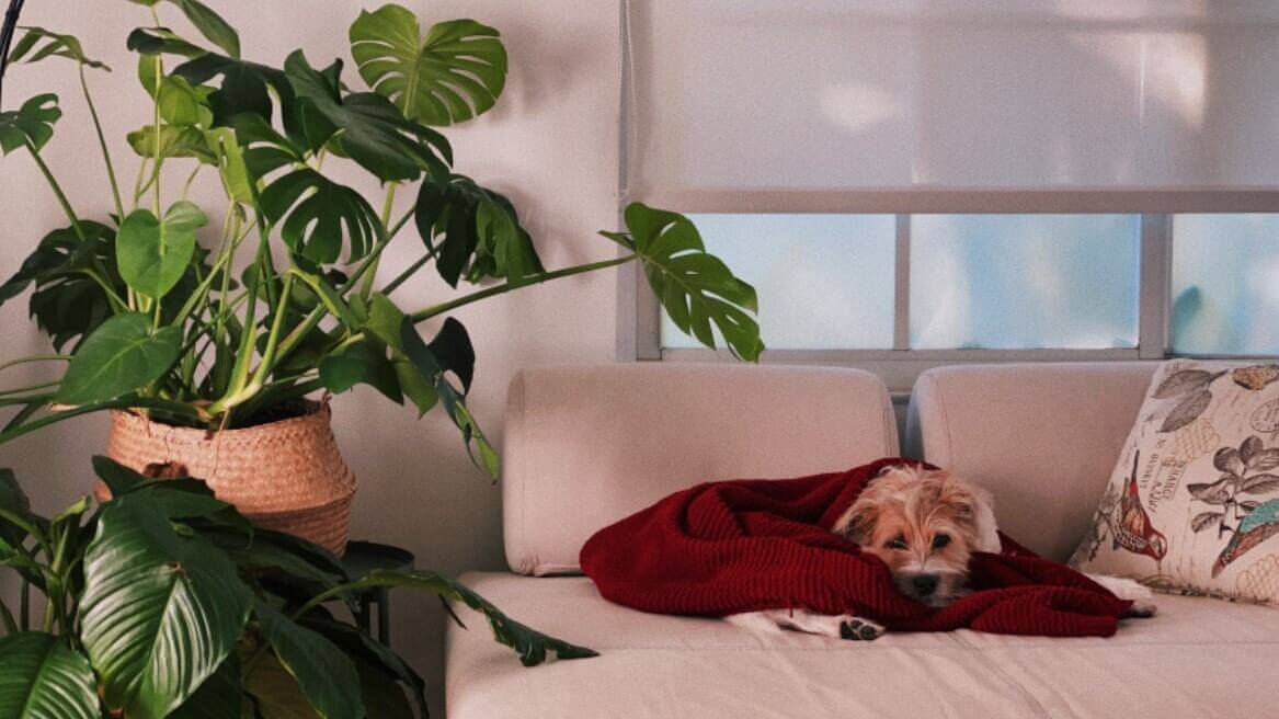 Dog laid on a sofa