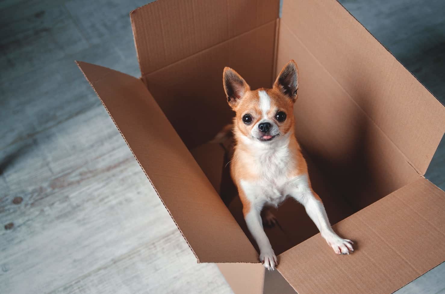 Dog in Moving Box