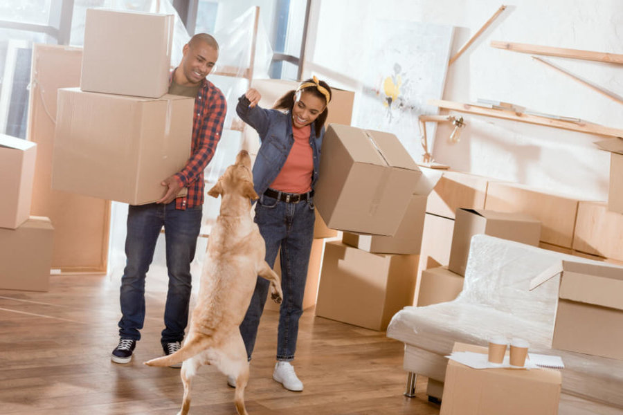 dog jumping on couple moving boxes