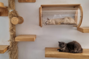 cats asleep in cat tree 1 300x200 Moving With Pets