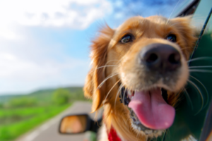 dog in car with head out window 7 300x200 Moving With Pets